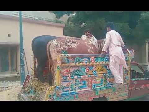 Cow 2019 (The Akhtar House Cow 2k19)