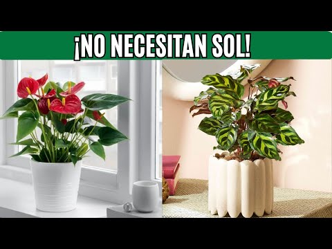 10 Plantas Resistentes que no Necesitan Luz Solar Directa
