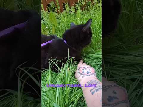 Unconditional Love #cats #family #love #relaxing #forever #unconditionallove