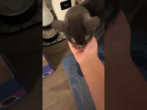 Giving my cat a small treat 🥰 #viral #shorts #trending