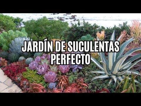Cómo Cuidar un Jardín de Suculentas para Tener Hermosas Plantas Todo el Año