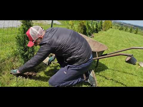 Pas cu pas: Cum să plantezi un brad tuya smarald în grădina ta!