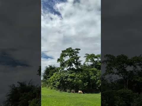 village views #viralshort #music #assam #horror #nature #viral  #song #villagelife