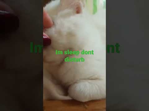 #wait #short #shortvideo #subscribe