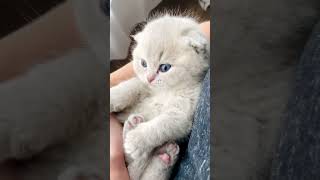 I’m a 10. #flawless #cutekitten #tinykitten #scottishfold #cattery #lilactabby #lilac #sfs  #cutie