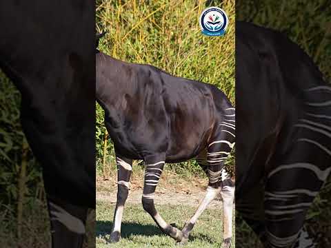 The Rare and Enigmatic Okapi: Nature’s Hidden Treasure #ukps #ukpublicschool