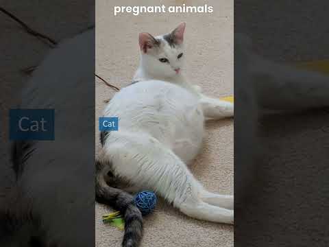Pregnant Animals
