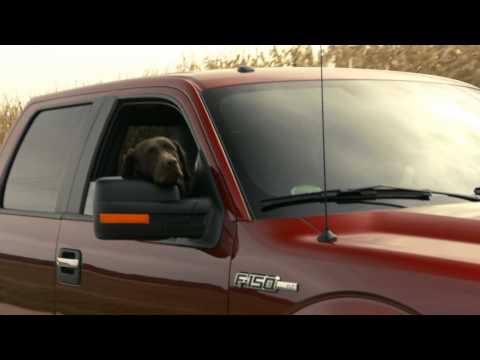 HPK's Fin Dingo -- doing a Commercial for Ford