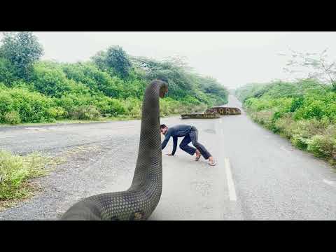 Anaconda Big Snake Attack  HD Video| Vikku Films