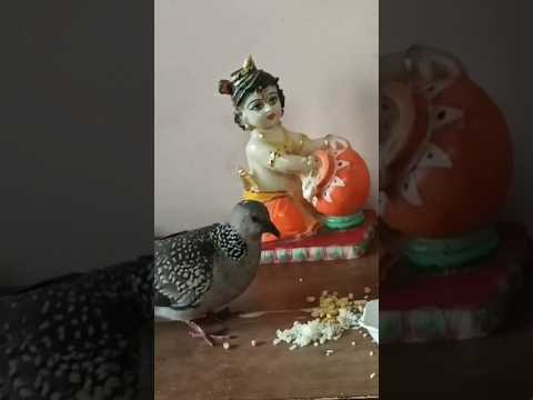 Suddenly a bird flew in 😍 & we captured this beautiful moment#laddu#harekrishna#radheradhe#love