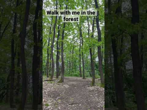 Relaxing walk in the forest #walking #walk #forest #birdsounds #birdsong #trees #shots #shortsvideo