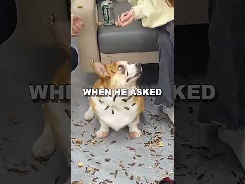 The owner kikked puppy 😢😢😢 #sad #dog #saddog #shortvideo #shot #shorts