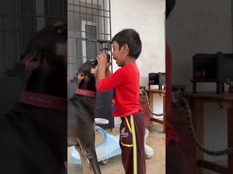 Hunter dogs calm moment, dogs childish moment, friendly dogs, dog mouth catching