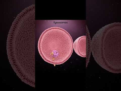 lysosomal action #3d #medicosphere #physiology #anatomy #lysosome #viral #shorts #medicos #medical