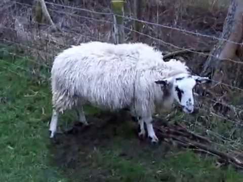 Sheep Caught In A Fence Near East Langton