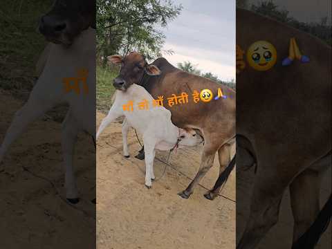 Meri Maa Ke Barabar Koi Nahi🙏❤️माँ तो माँ होती है❤️🙏#trendingshorts #shorts #viralvideo #cow #maa