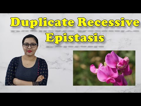 Duplicate Recessive Epistasis || Complementary Gene Interaction || Genetics || Biology