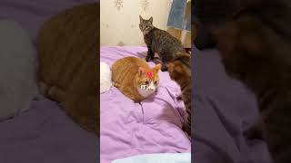 Simple Tricks That Make Your Cat Respect You More! 😺 (Most Owners Don't Know #1) #cat #catfacts
