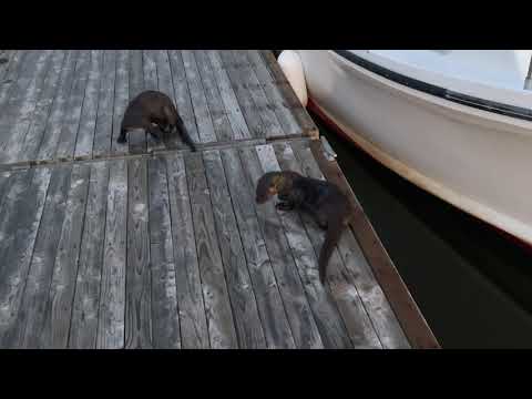 Up at the crack of dawn greeting my significant otters before heading out to search for treasure