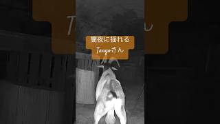 闇夜に揺れるTango