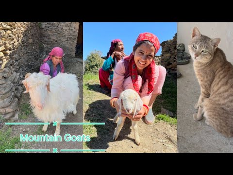 Special vlog of mountain goat पहाड़ी इलाकों में पशु और मानव जीवन एक साथ गहराई से जुड़े हुए हैं