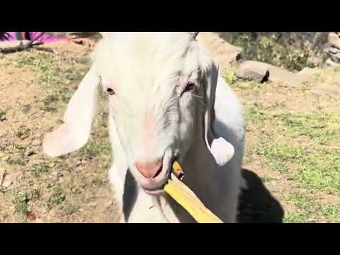 Special vlog of mountain goat पहाड़ी इलाकों में पशु और मानव जीवन एक साथ गहराई से जुड़े हुए हैं