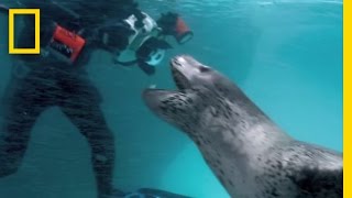 Face-Off With a Deadly Predator | National Geographic
