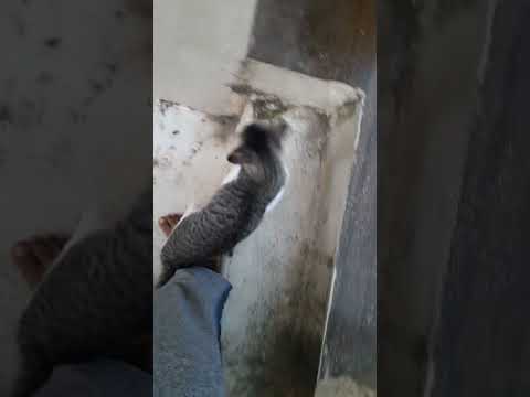 Kutti puli atrocities | குட்டி புலி பாசகார பூனை | #petcats  | செல்ல பிராணி #shorts #pets