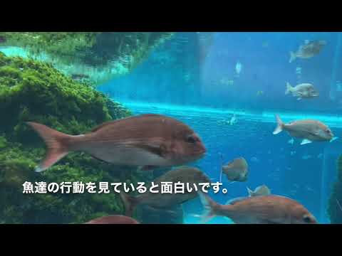 上越水族館【うみがたり】に行って来ました！新潟上越旅行その3
