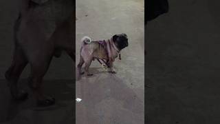 #shorts #shortvideo #doglover #dog #viral #youtubeshorts #geetakumari #subscribe