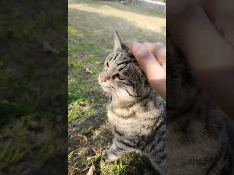 There are two means of refuge from the miseries of life: music and cats. 😻❤️~Albert Schweitzer~#cats