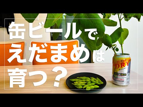 【実験的水耕栽培】枝豆は空き缶で水耕栽培すると、どれくらい収穫出来るか実験｜生ビール缶｜アサヒスーパードライ