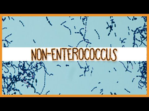 Nonenterococcus (S. Gallolyticus/S. Bovis)