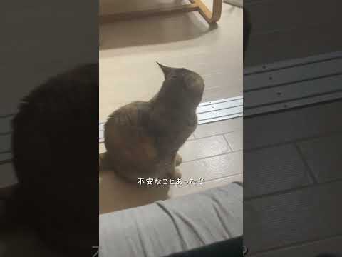 たぬきしっぽ発動　#猫 #ネコズ #猫のいる暮らし #ねこ