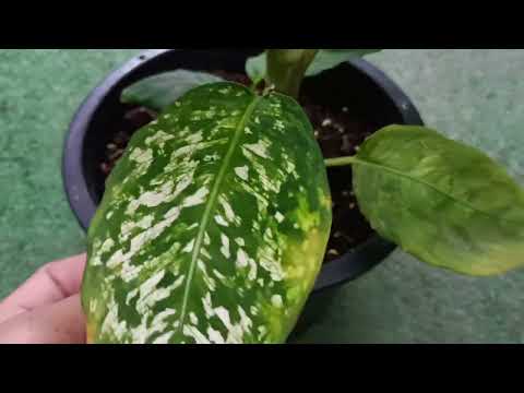 Dieffenbachia Reflecter Variegated ต้นกวักใบเงิน กำมะหยี่ ด่าง