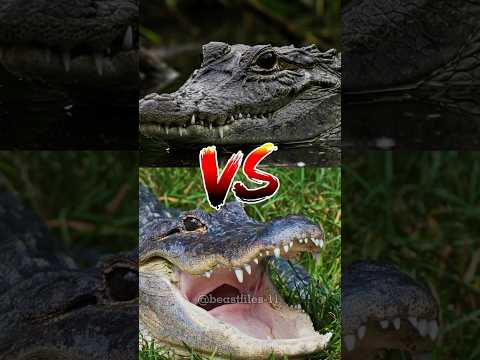 Who wins in a fight — Black Caiman or American Alligator? #wildanimals #shorts #crocodiles #reels