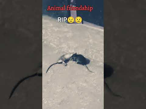 Animal friendship#rip 😟😟