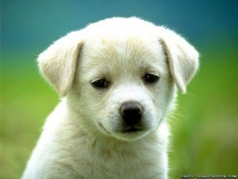 10 FASCINATING FACTS ABOUT DOGS that will surprise you and make you smile!