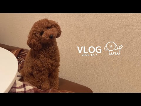 話しかけてたら首を傾げるようになったトイプードル🐶日常vlog/デカプー