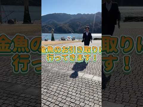 金魚のお引き取りに行ってきました！飼育でお困りの方ぜひご相談ください長野県岡谷市若宮2-5-5#金魚#動物保護#長野県