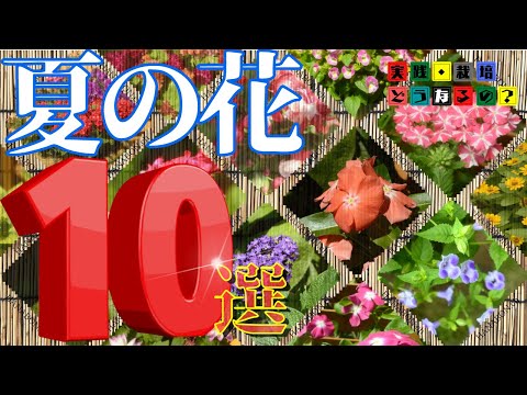 実践・栽培・どうなるの？【夏の花】長く楽しめる夏の花10選【基本情報まとめ】植え方・育て方・育ち方【園芸】
