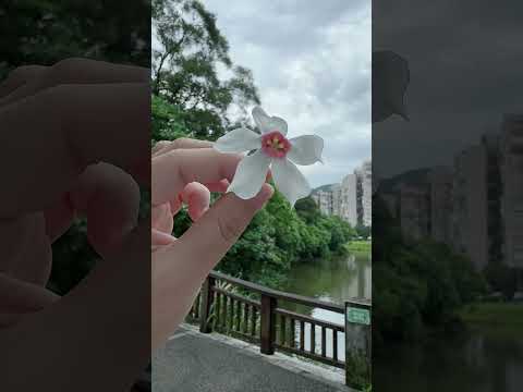 又是一年桐花季，時光荏苒#台灣