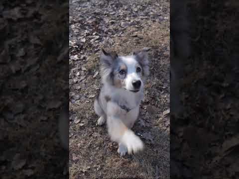 Beyond Barks: The Secret Language of Dogs #dogs #puppy #shorts #animals #pets #facts #amazingfacts
