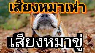 เสียงหมาขู่  เสียงหมาเห่า !! Epic Dog Barking