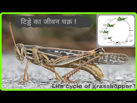 टिड्डे का जीवन चक्र!  | grasshopper's life cycle !