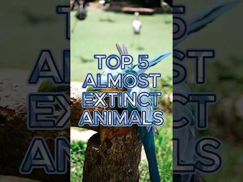 Top5 almost extinct animals