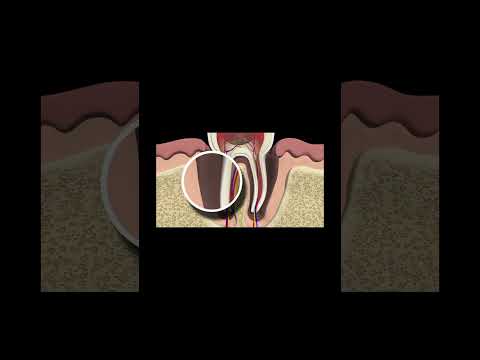 dental teeth anatomy #3d #anatomy #medicosphere #physiology #viral #shorts #teeth #medicos #medical