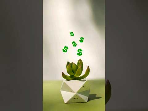 Jade Plane make Friendship & money. #fengshui #indoorsplants #viral #money #friendship