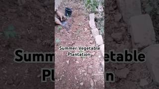 Summer Vegetable Plantation #garden #farm #gardenstories #gardening #2025 #fyp #viral #summer