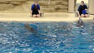 Dolphin Show at Brookfield Zoo, Chicago - Part 2 of 2